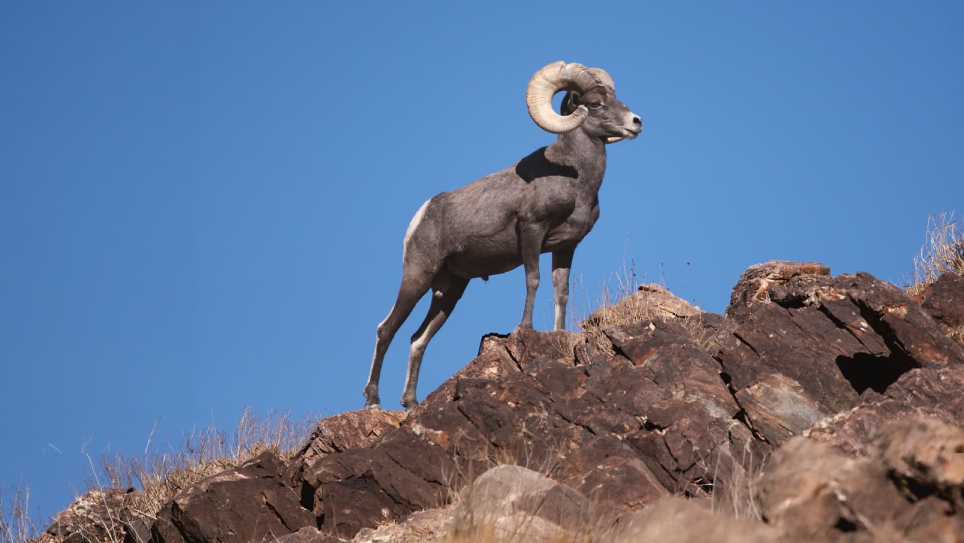 Borrego cimarrón en lo alto de una loma del desierto.